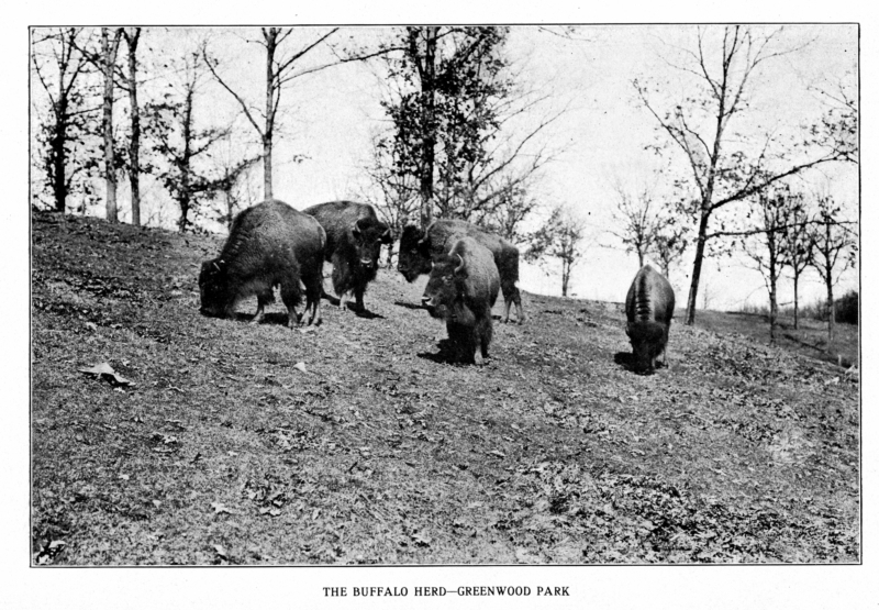 Bison at Greenwood Park